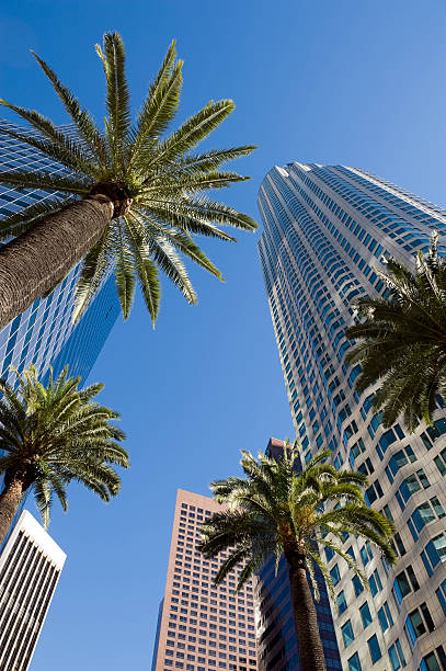 Sky view through palms and buildings, downtown Los Angeles