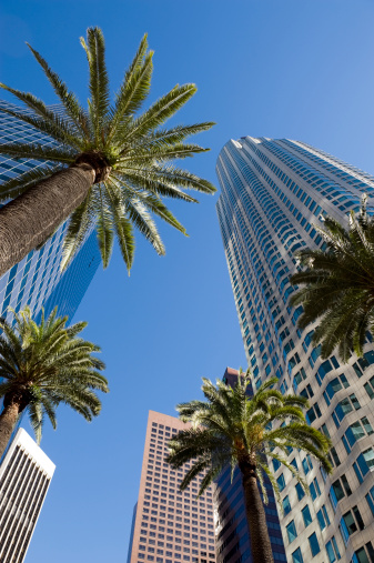 Tall buildings and palm trees in downtown Los Angeles