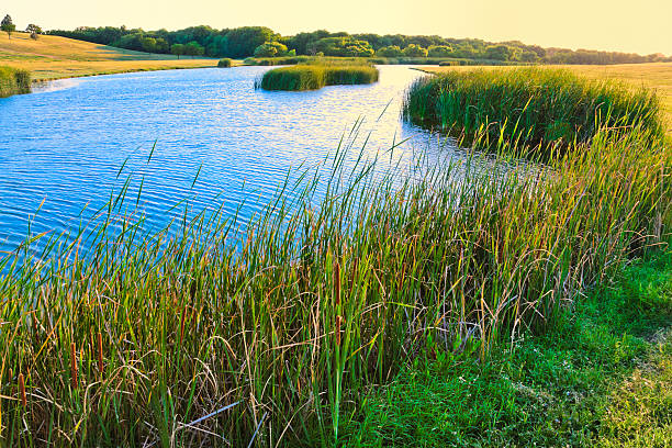 summer lake et de cattails - lubbock photos et images de collection