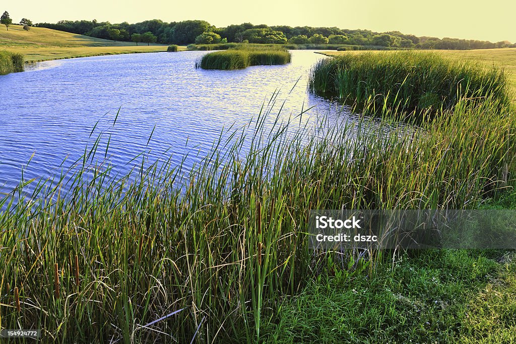 夏の湖と cattails - テキサス州のロイヤリティフリーストックフォト