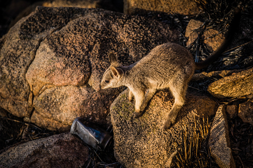 Rock Wallaby standing on a rock at sunset in Australian grass  at the lookout at Charters Towers in North Queensland,