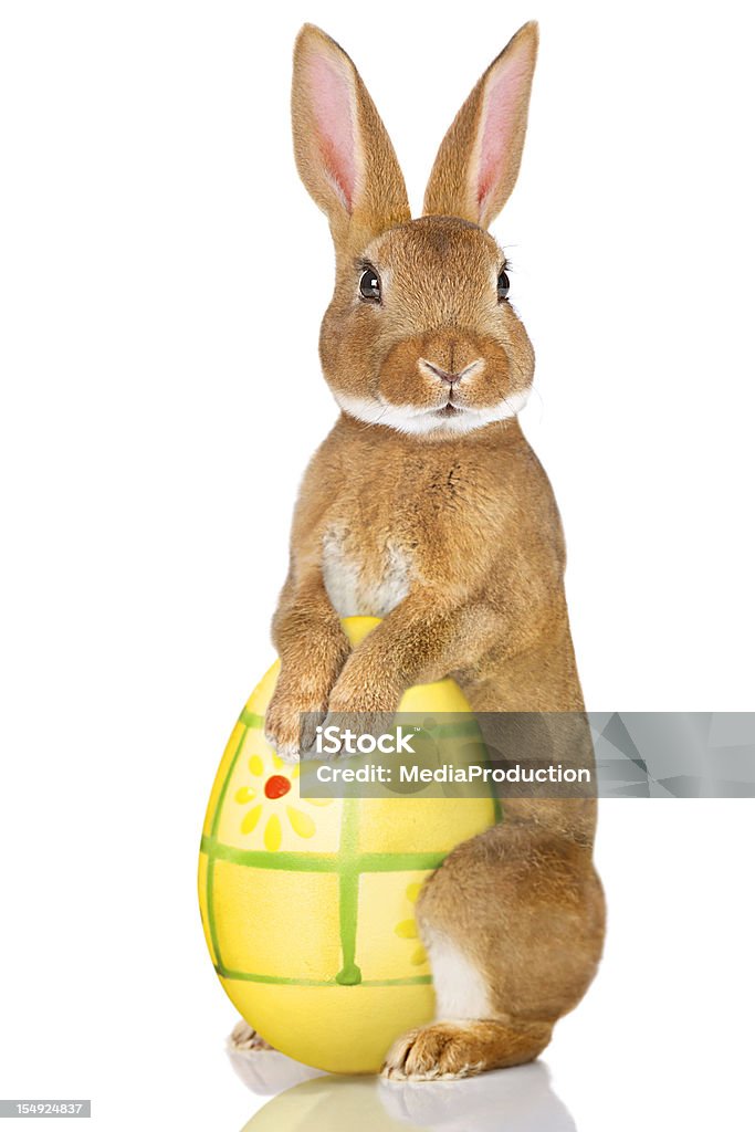 Conejo de pascua - Foto de stock de Conejo de pascua libre de derechos