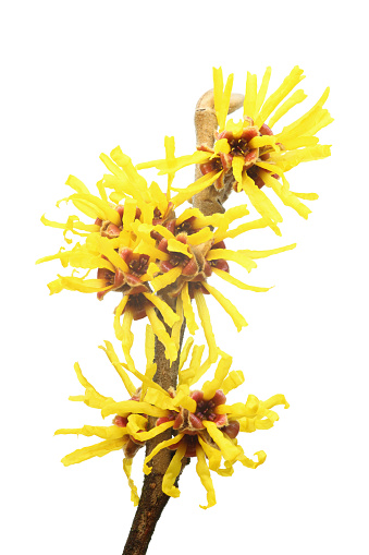 Close up of a yellow Hamamelis Mollis on a grey background