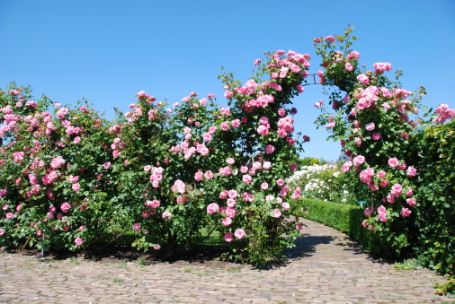 Rosa Coconut Ice (Korallister), a floribunda rose bred by Kordes Roses.