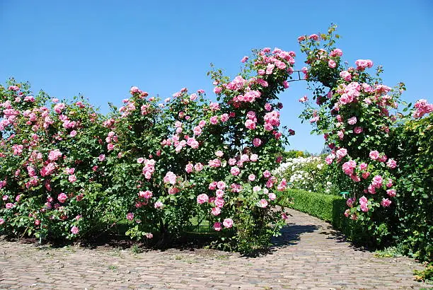 Photo of Blooming Rose Garden