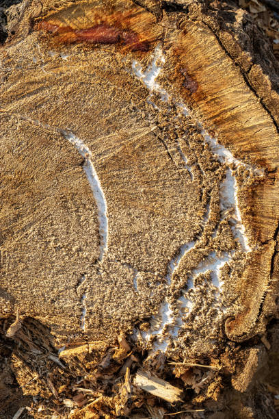 There were large voids inside trunk of tree. Cytospora canker, bacterial wet wood, stem canker disease. Sick poplar can be dangerous. Tree could have fallen and hurt people.