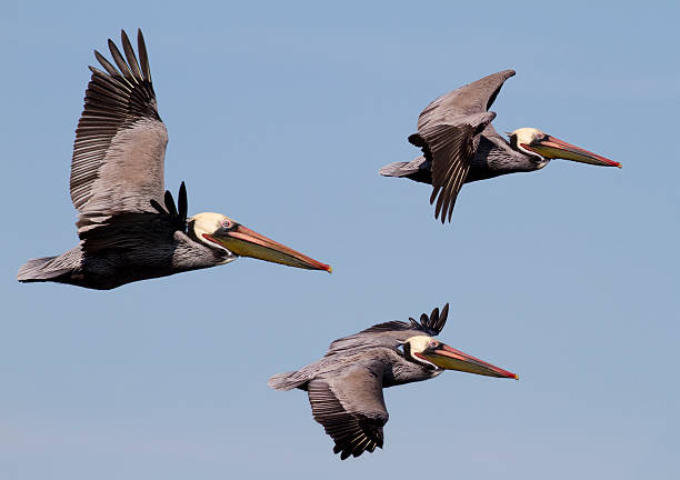 Three Pelicans In Flight stock photo