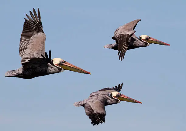 Three Brown Male Pelicans caught in flight formation. Sharp focus is on the upper right one. EOS 7D 400mm lens.