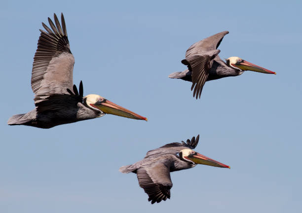 три pelicans в полете - американский бурый пеликан стоковые фото и изображения