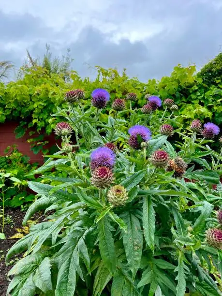 Cardoon, Hamilton Gardens, New Zealand