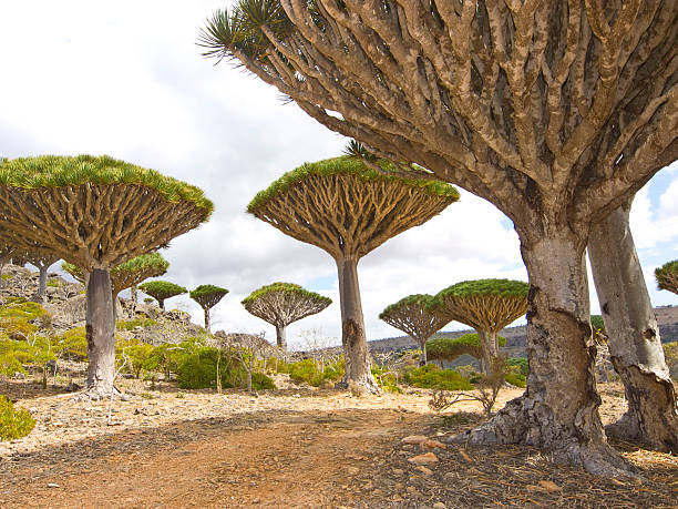 The magnificent dragon trees looking up the sky stock photo