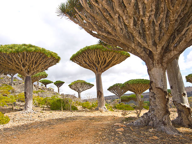 The magnificent dragon trees looking up the sky Dragon tree - Dracaena cinnabari - Dragon's blood - endemic tree from Socotra, Yemen versust the cloudy sky. socotra island yemen stock pictures, royalty-free photos & images