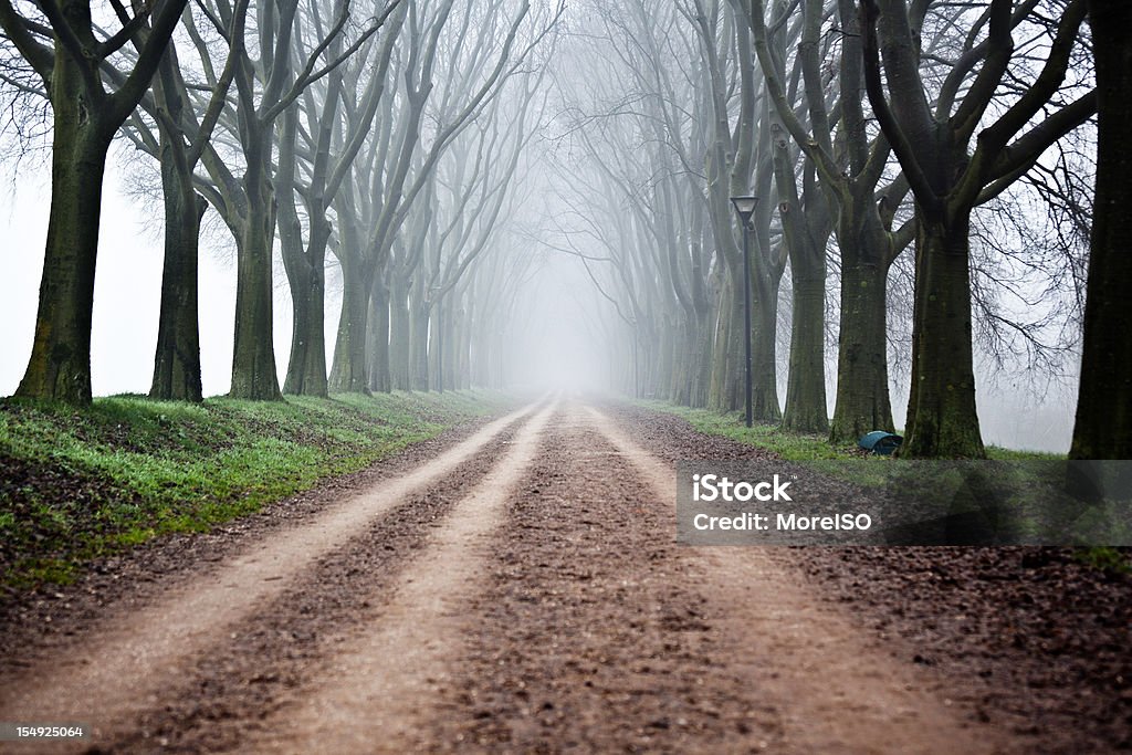 Wiejska droga Baldachim drzew w mgła, nikt - Zbiór zdjęć royalty-free (Aleja)