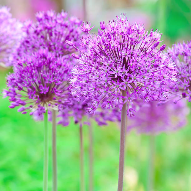istock Allium hollandicum 'Purple Sensation'  (square composition) - I 154925290