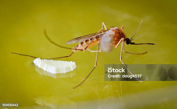 Moskito Und Eier Stockfoto und mehr Bilder von Moskito - Moskito, Tierisches Ei, Wasser