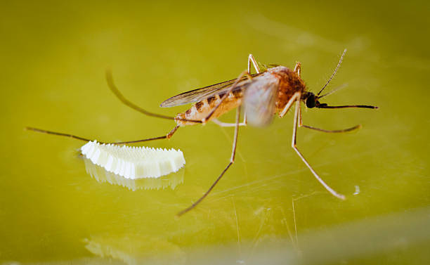 mosquito e ovos - 4537 - fotografias e filmes do acervo