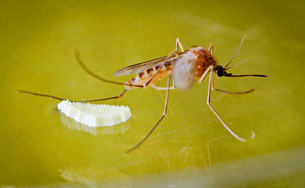 комар и яйцо - conjugation стоковые фото и изображения