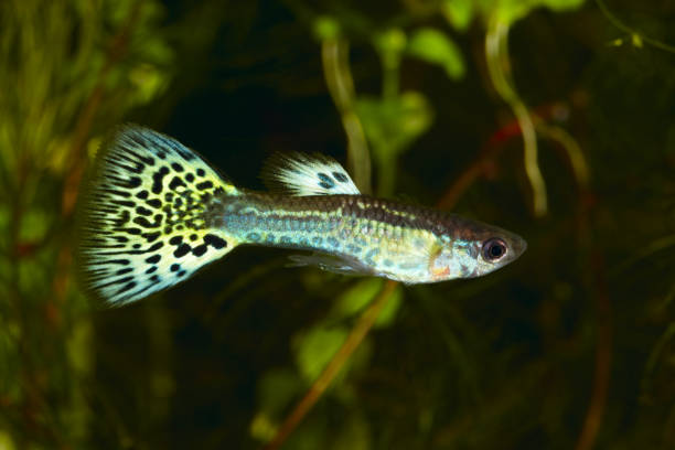 istock Guppy. Poecilia (Lebistes) reticulata. 154925530