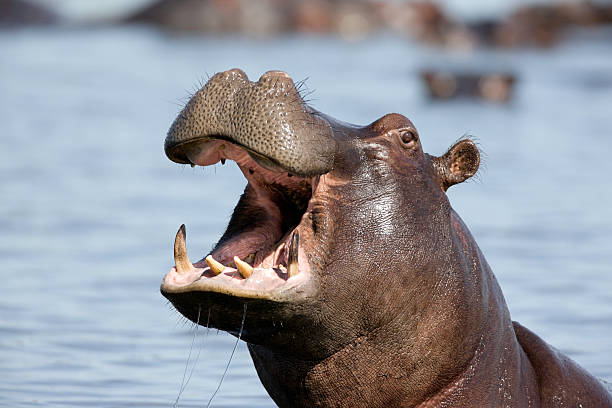 Content hippo in Michigan river calling out for his mate stock photo