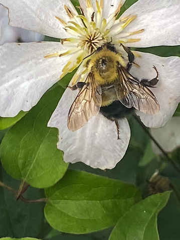 Honey bee pollenating a clematis
