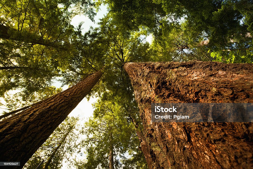 Olhando para cima em uma floresta densa - Royalty-free Olhar para Cima Foto de stock