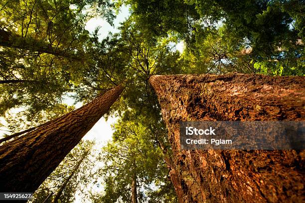 Olhando Para Cima Em Uma Floresta Densa - Fotografias de stock e mais imagens de Olhar para Cima - Olhar para Cima, Árvore, Floresta