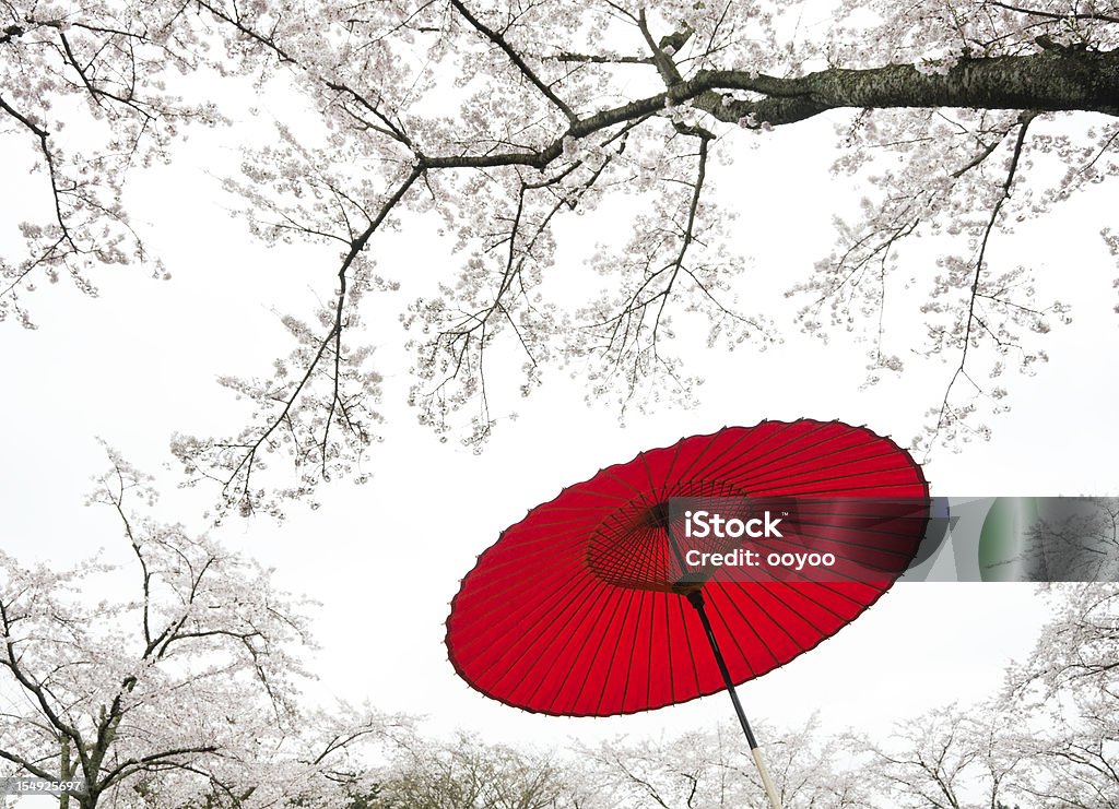 Japanische Regenschirm - Lizenzfrei Kirschbaum Stock-Foto