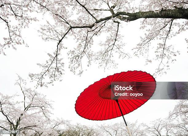 Japanische Regenschirm Stockfoto und mehr Bilder von Kirschbaum - Kirschbaum, Kirschblüte, Weißer Hintergrund