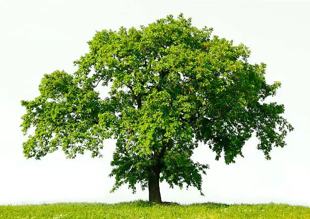 "Real"Oak tree isolated on white sky.