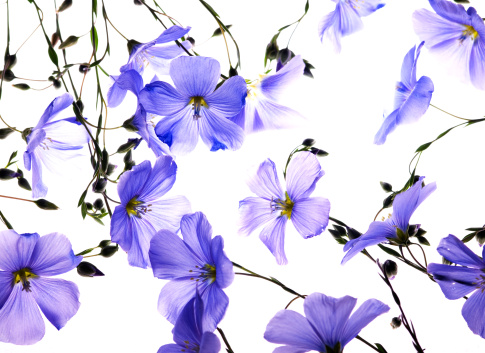 Beautiful tender chicory flowers on white background, collage