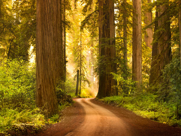 strada in terra battuta attraverso alberi della foresta di sequoie - redwood sequoia california redwood national park foto e immagini stock