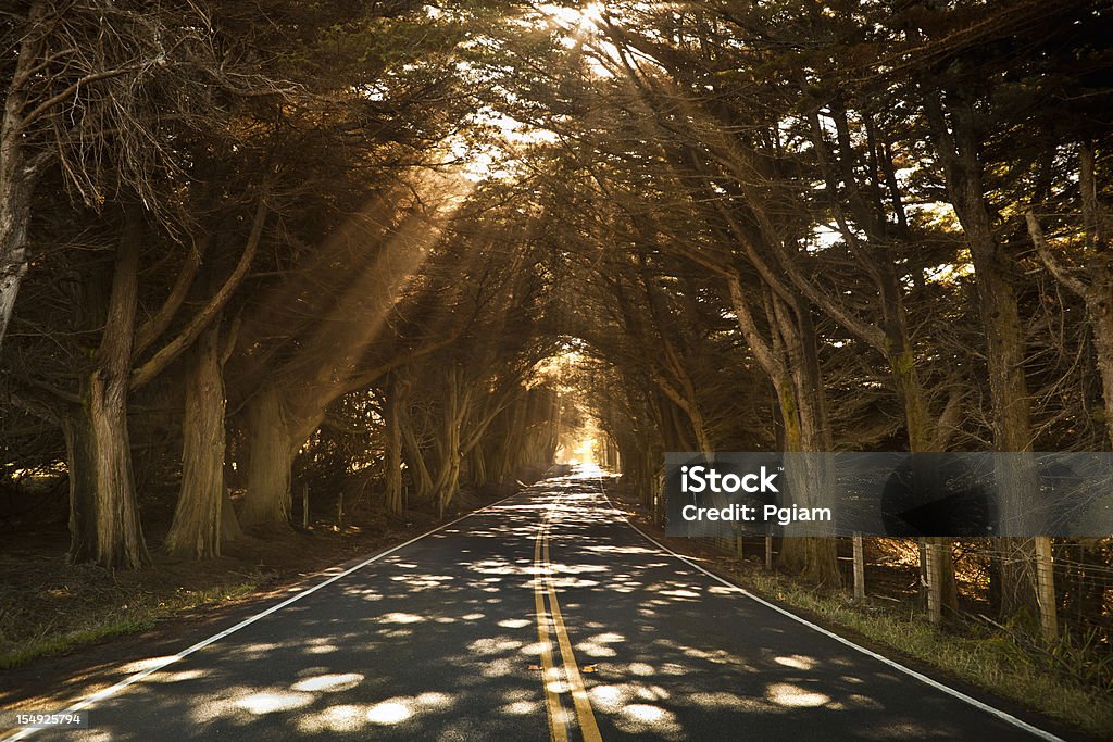 Los árboles misty road - Foto de stock de Bajo - Posición descriptiva libre de derechos
