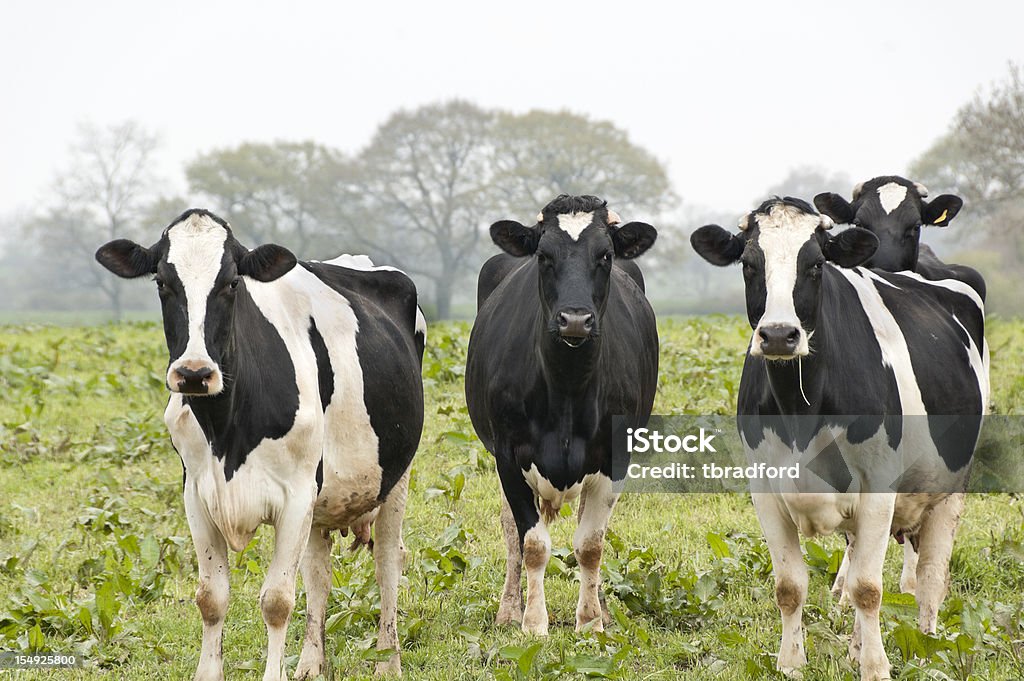 Quattro mucche In un campo - Foto stock royalty-free di Bovino domestico
