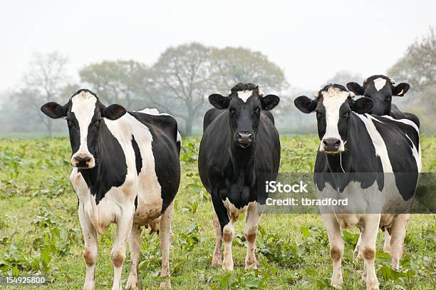 Quattro Mucche In Un Campo - Fotografie stock e altre immagini di Bovino domestico - Bovino domestico, Colore nero, Vacca
