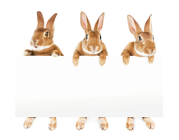 89,214 Funny Rabbit Stock Photos, Pictures & Royalty-Free Images - iStock | Funny  rabbit face