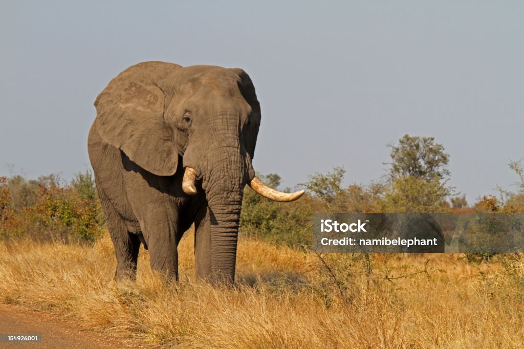 Touro do elefante - Royalty-free Elefante Foto de stock