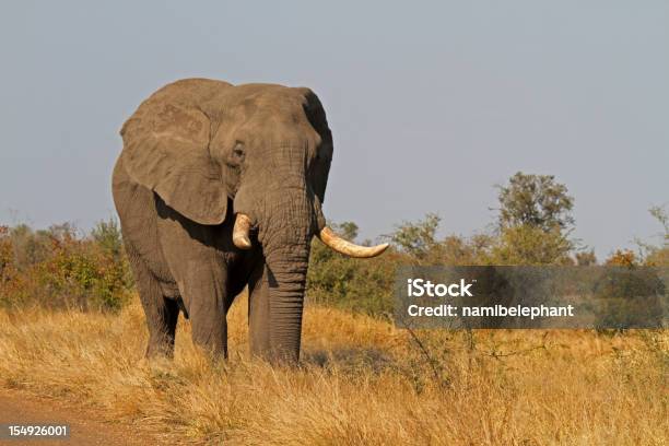 Foto de Touro Do Elefante e mais fotos de stock de Elefante - Elefante, Animais de Safári, Animal