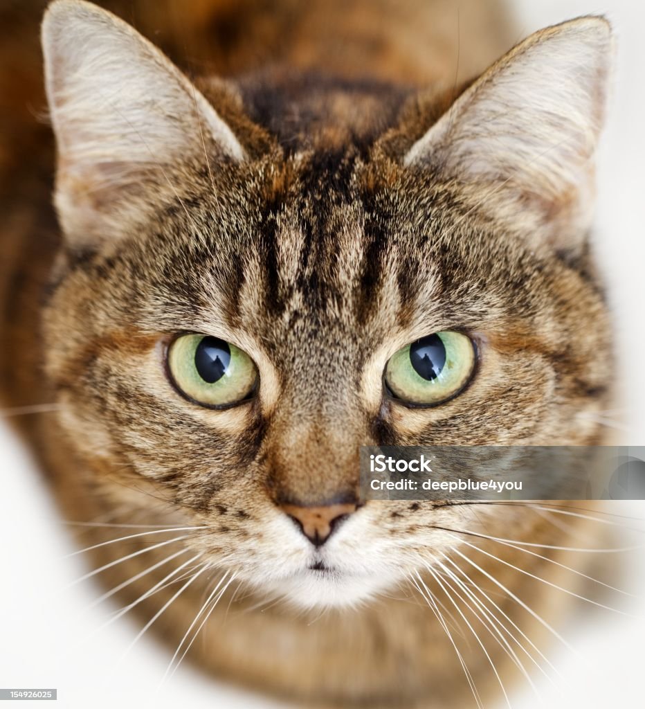 Blick nach oben braun gestreiftes Katze Portrait - Lizenzfrei Fallen Stock-Foto