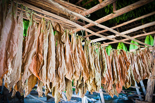 Tobacco leaves hanging to dry in a Cuban barn. Cuba, and Valle de Viñales particularly, is famous for the tobacco growing and for preparation of exceptional cigars. The campesinos (spanish for \