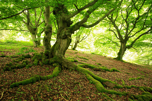 Bizarre Gnarled Beech Trees in Green Spring Forest