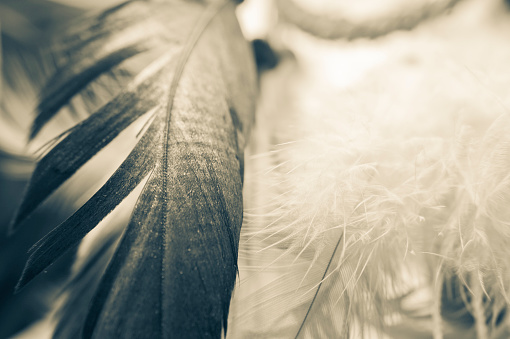 Feathers abstract background of a dreamcatcher. 