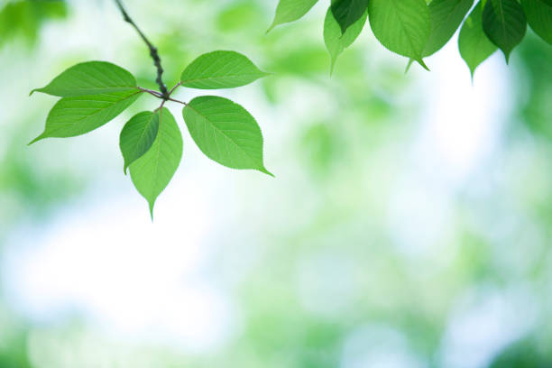 istock Leaves of Cherry Tree 154926479