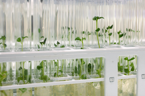 in-vitro cultivation: close up of potato sprouts into test tubes