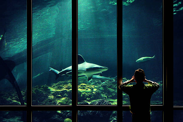 dziecko oglądając rekiny w aquarium - zoo child shark window zdjęcia i obrazy z banku zdjęć