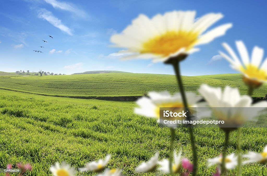 Fleurs, Paysage vert - Photo de Temps qu'il fait libre de droits