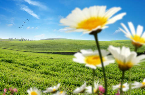 landscape shot of green field and flowers over clear sky.