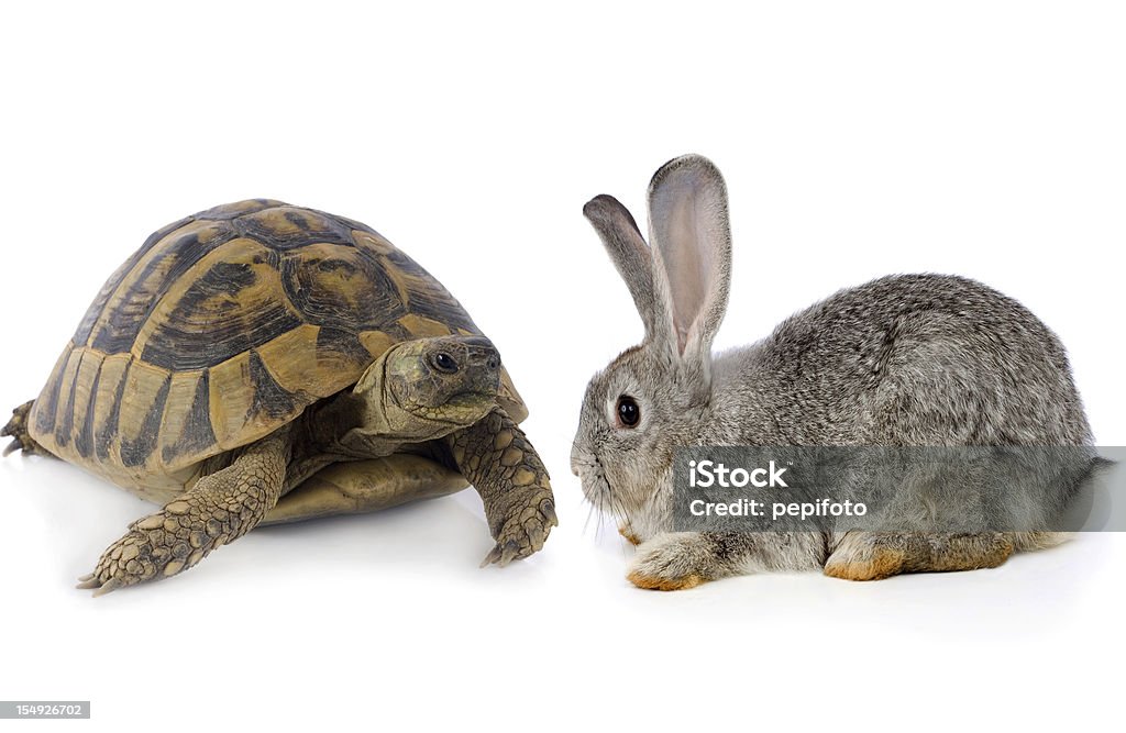 Süße Bunny und Turtle - Lizenzfrei Langsam Stock-Foto