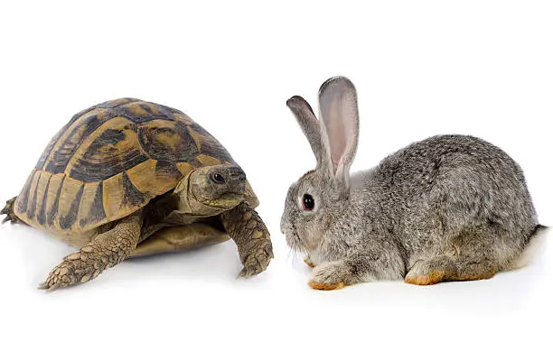 Cute Bunny and Turtle, isolated on white background