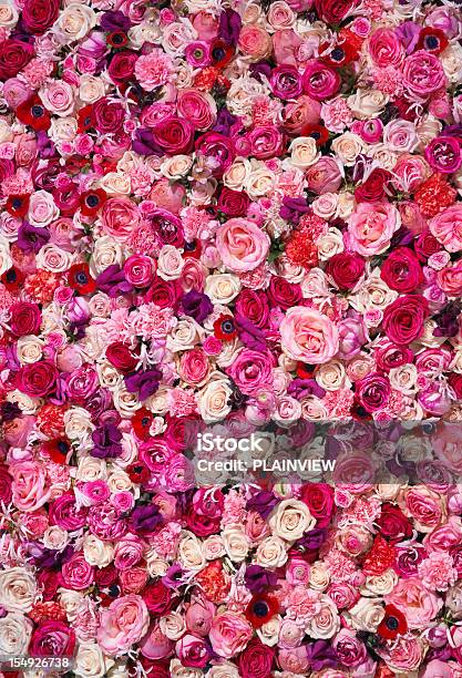 Bed Of Flowers Stock Photo - Download Image Now - Flower, Rose - Flower, Backgrounds