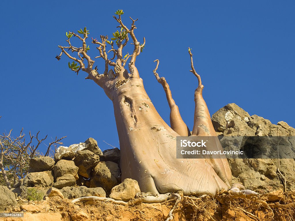 Golden Bottle tree Bottle tree - adenium obesum – endemic tree of Socotra Island,  groving from the rock, Socotra Island, Yemen. Socotra Stock Photo